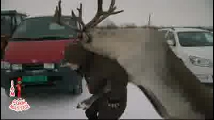 На Този Елен Нещо Му Се Иска!