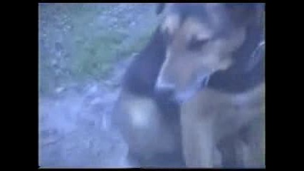 Куче И Котка