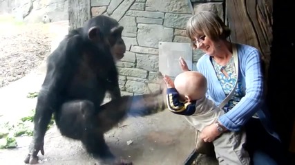 Тази маймуна не харесва бебета