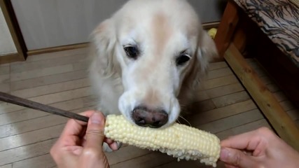 Голдън Ретривър яде царевица :)))