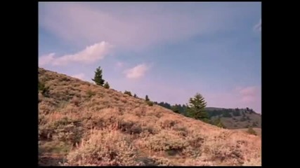 The Wolves