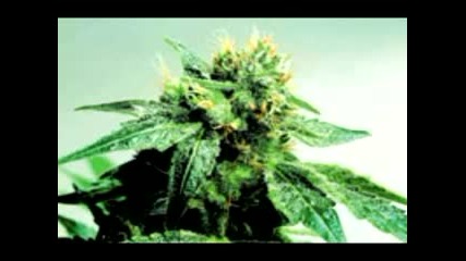 Collie Budz - Come Around