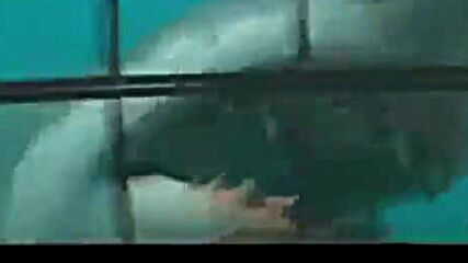 Le Megalodon