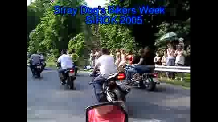 Motorcycle Demonstration Stray dog