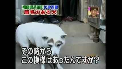 Куче с вежди