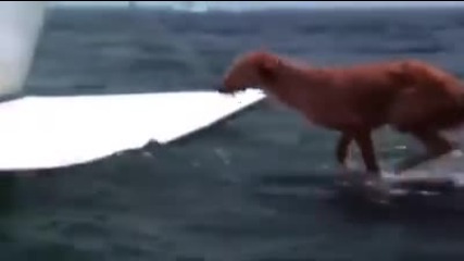 Историята на едно куче,спасено от делфин...