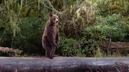 Olivia Holt - Carry On (from Disneynature Bears)