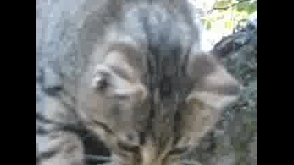 Страхлива Котка
