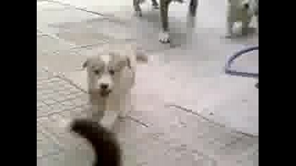 Ku4enca.mp4