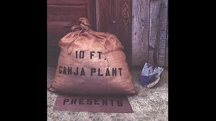 10 Ft. Ganja Plant - Chalwa
