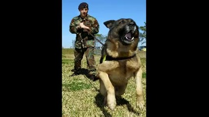German shepherd dog