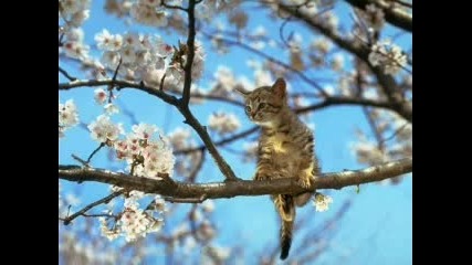 Котенца