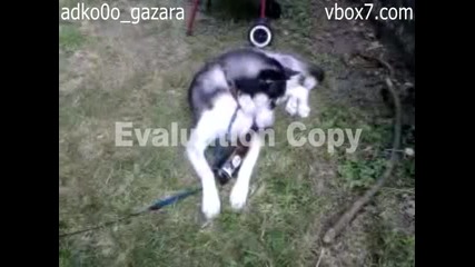 Хъски си играе с бирена бутилка