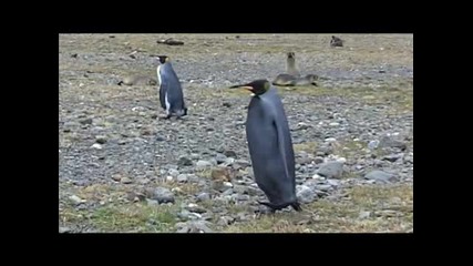 Черен пингвин в Антарктида 