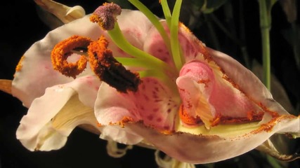 Relaxing Moment - The First Opening Of A Flower