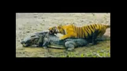 Хищните котки vs крокодили кой ще победи според вас?