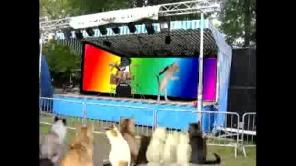 песен на котета
