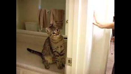 Mean Kitty Series Teaser