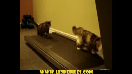 Котешки Фитнес - Забавно Клипче 