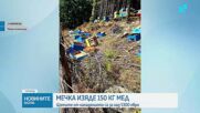 Мечка унищожи пчелин в Асеновградско и изяде 150 кг мед