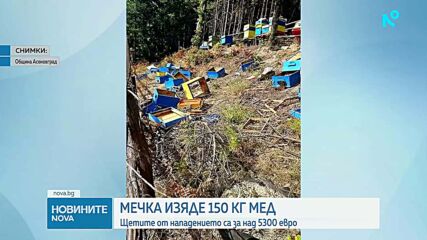 Мечка унищожи пчелин в Асеновградско и изяде 150 кг мед