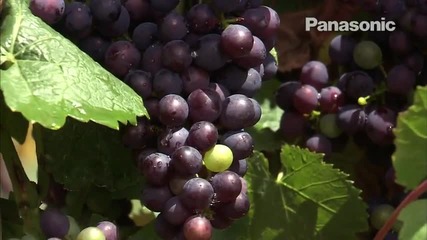 Nature - Panasonic Hd Demo [1080p]