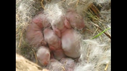 Новородени зайчета в гората край Чепеларе 