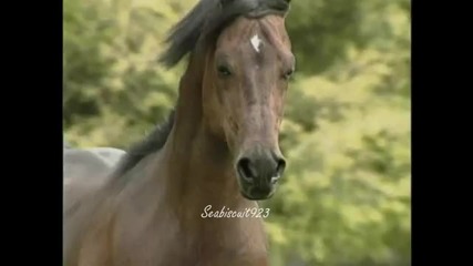 The Beauty of Horses - Wild Child 