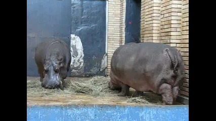 София зоопарк - Хипопотами