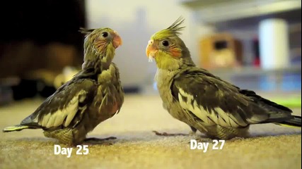 Новоизлюпените папагалчета "корели" и първите им дни