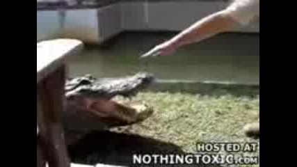 Крокодил Захапва Мъж За Ръката