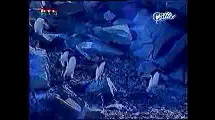 Пингвините Са Тъпи Животни