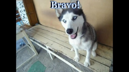 Dog Husky Sizara Count