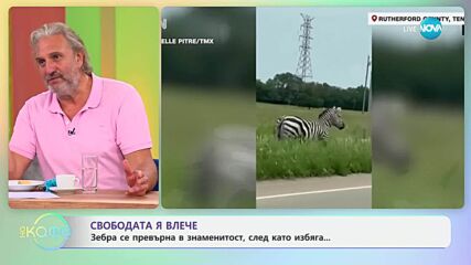 Свободата я влече: Зебра се превърна в знаменитост, след като избяга - „На кафе“ (11.06.2025)