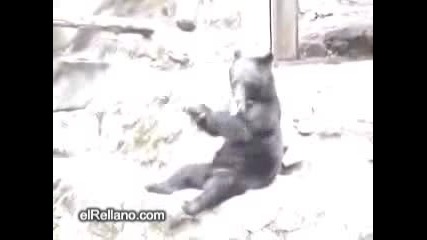 Мечка - Нинджа