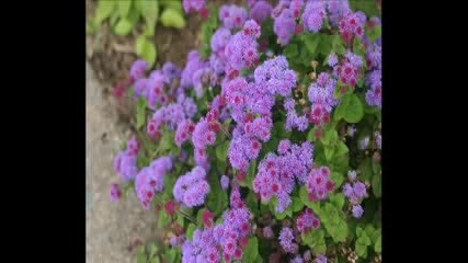 Flowers In Canada Relaxing Music