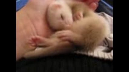 Baby Ferret