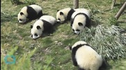 China Arrests 10 for Killing Giant Panda, Selling Parts