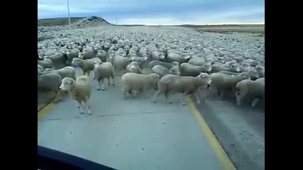 Виждали ли сте толкова много овце на едно място?