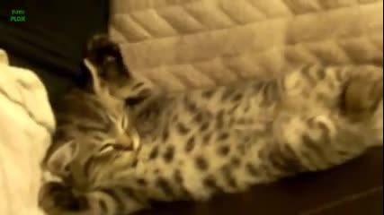 На това се казва "мързеливи котки"-смях