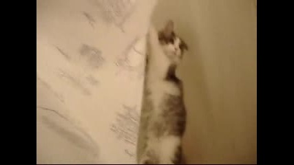 Cat Psycho Shower Scene