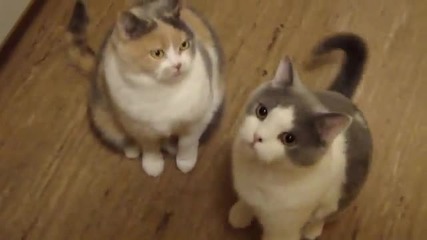 Две Много Сладки Котки 