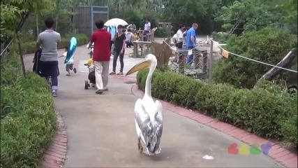 Пеликан натрапник в градския парк