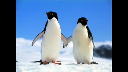 Animal