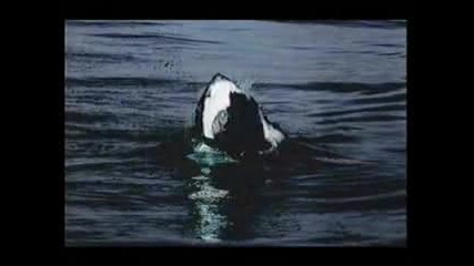 white shark