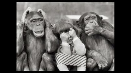 Funny Monkeys