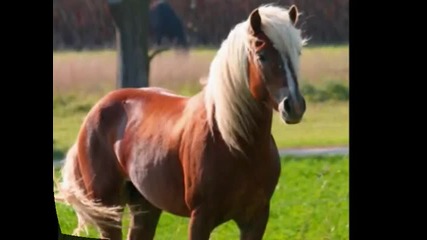 Haflinger Horses