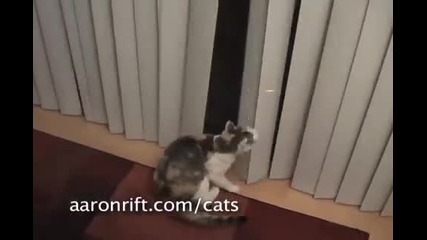 Cats vs. Laser Pointer 
