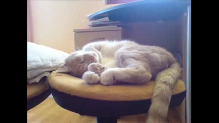 Сладко Спящо Котенце