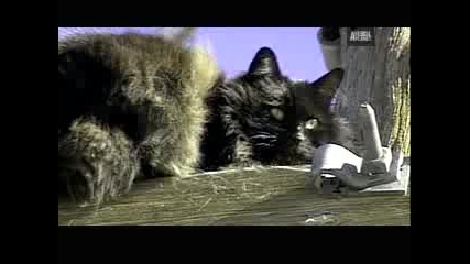 Weird True & Freaky - Wtf - Cat Clings to Life